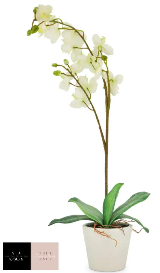 Artificial Orchid In Pot - Cream